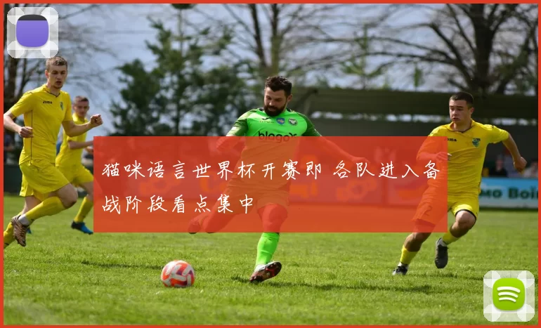 猫咪语言世界杯开赛即 各队进入备战阶段看点集中